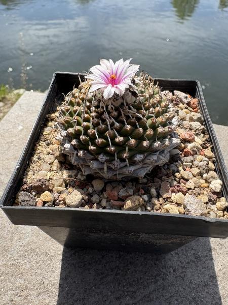 Turbinicarpus panarottoi